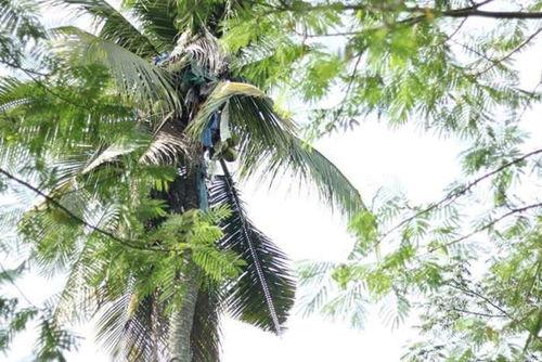 娱乐吃瓜酱椰树,娱乐吃瓜酱椰树，带你领略热带风情